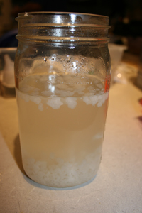 Water Kefir Grains In Jar