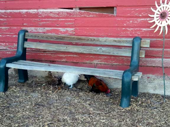 Chickens at Berry Patch Farms Farmhouse - Brighton, CO