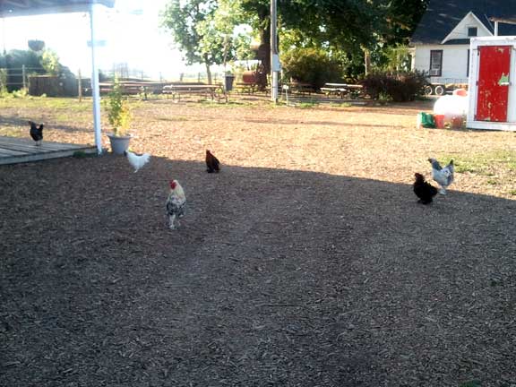 Chickens at Berry Patch Farms Farmhouse - Brighton, CO