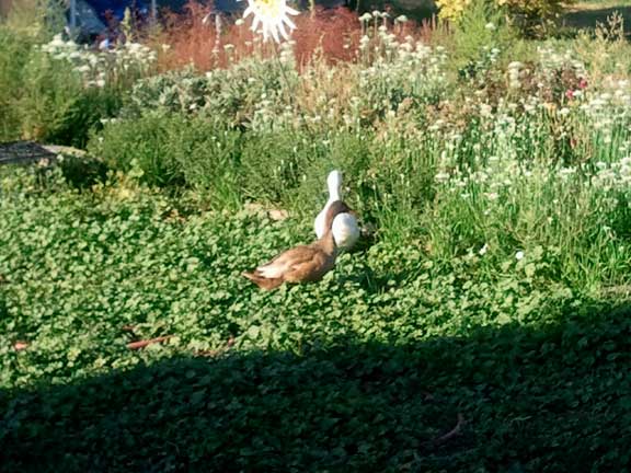 Ducks at Berry Patch Farms Farmhouse - Brighton, CO