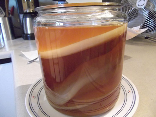 How to Make Kombucha - A Beginner's Guide | deliciousobsessions.com