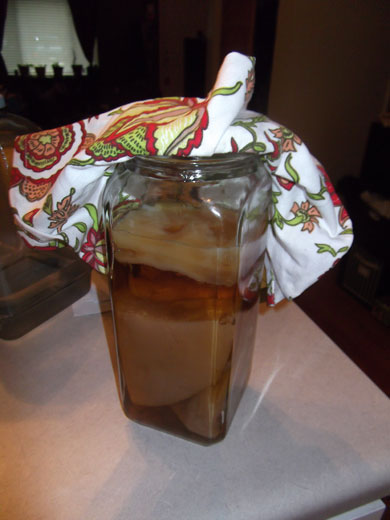 Scoby Hotel for extra kombucha tea SCOBYs