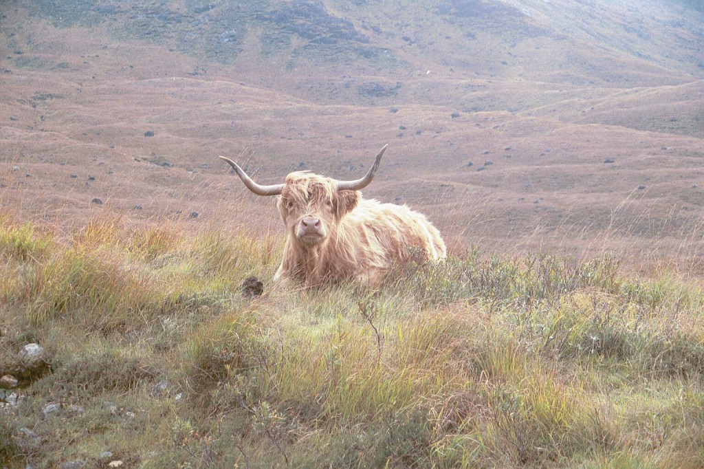 Highland coo or cow in Scotland