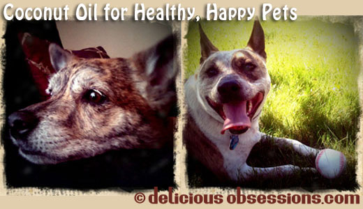 Coconut Oil for Healthy, Happy Pets – Why it’s Good and How to Use