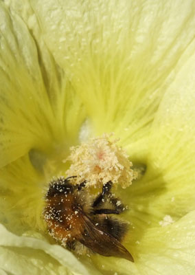 The amazing honeybee and raw honey