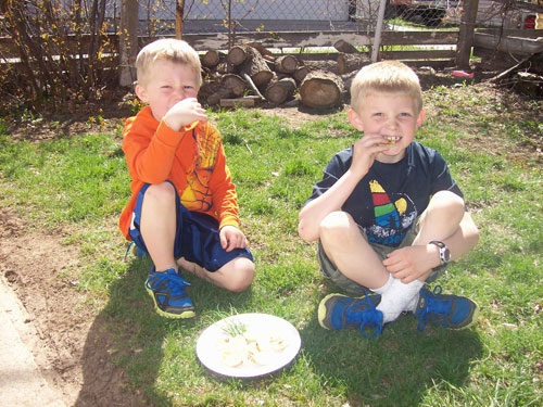 The Dandy Dandelion Health Benefits and Fritters Recipe!