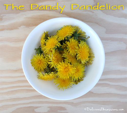 The Dandy Dandelion and Tasty Dandelion Flower Fritters Recipe