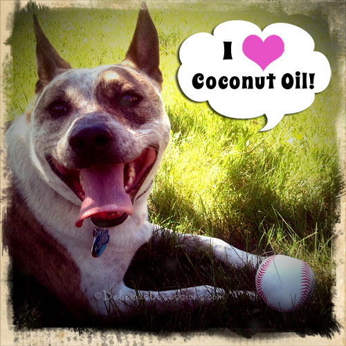20 Ways Coconut Oil Can Help Your Pets | deliciousobsessions.com