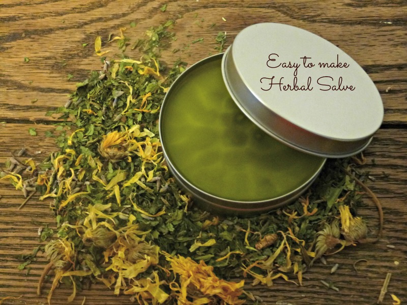 DIY Herbal Plantain Salve (Good for Just About Everything!)