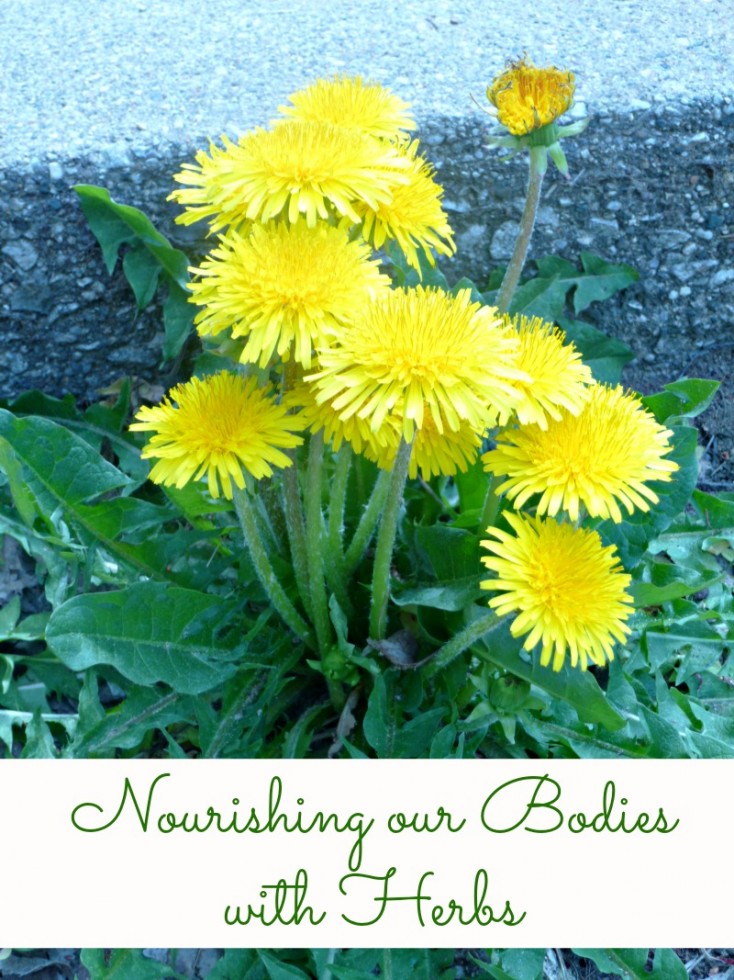 Nourishing Our Bodies with Herbs // deliciousobsessions.com #herbs #herbalremedies #naturalremedies