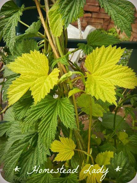 Five Medicinal Herbs for the Shade and Dye Pot // deliciousobsessions.com